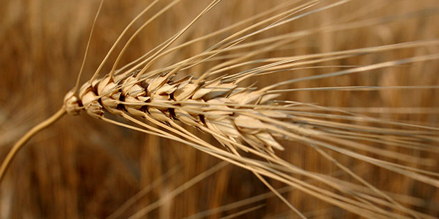 Il grano del Canada