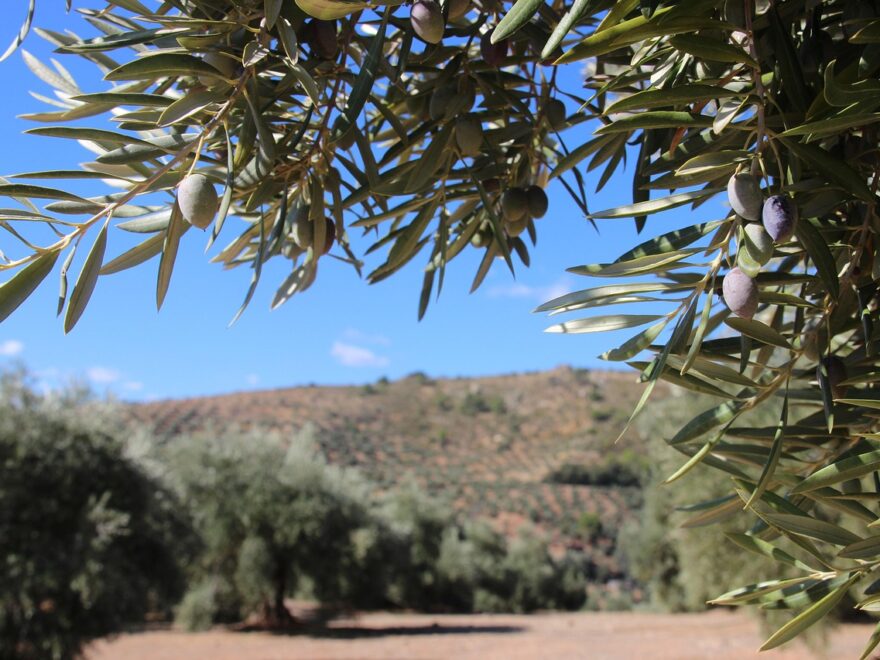 La soluzione della Xylella c'è ma non si vede